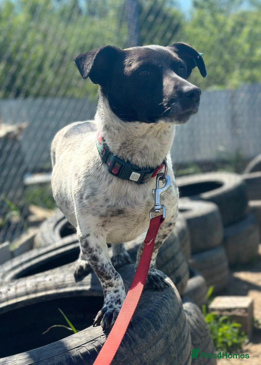 Mixed Breed dogs 💙🐶 ATLAS – SMALL DOG, BIG LOVE FOR LIFE - Advert 1