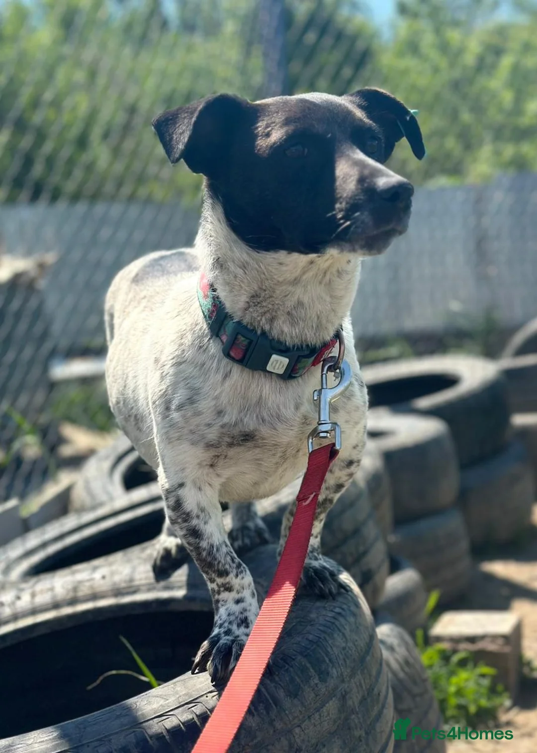 Mixed Breed dogs for adoption: 💙🐶 ATLAS – SMALL DOG, BIG LOVE FOR LIFE in Burton-on-Trent - Advert 1