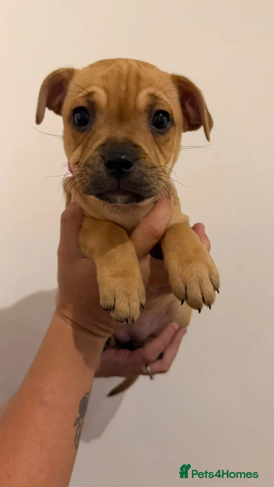 Staffordshire Bull Terrier dogs for sale: 8 red K C registered  puppies  - Advert 2