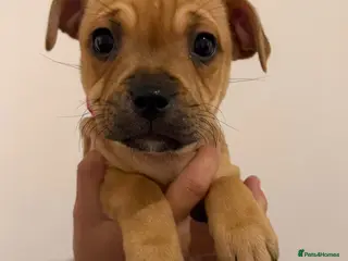 Staffordshire Bull Terrier dogs 8 red K C registered puppies - Advert 2