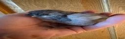 Hens poultry for sale: Beautiful usa silkie chicks mix of colours  - Advert 3