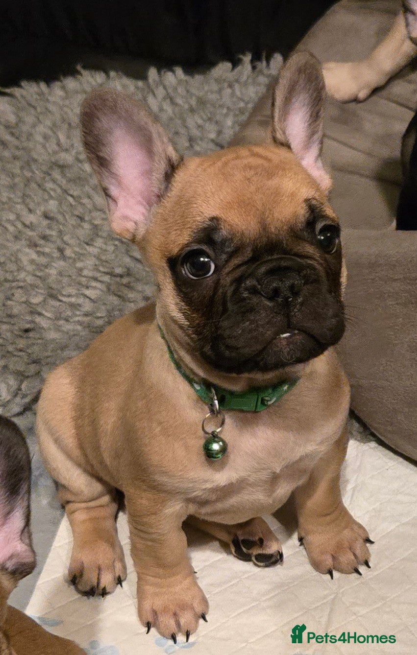 French Bulldog dogs French Bulldog Puppy Boy. - Advert 5