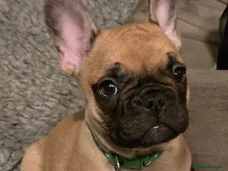 French Bulldog dogs French Bulldog Puppy Boy. - Advert 5