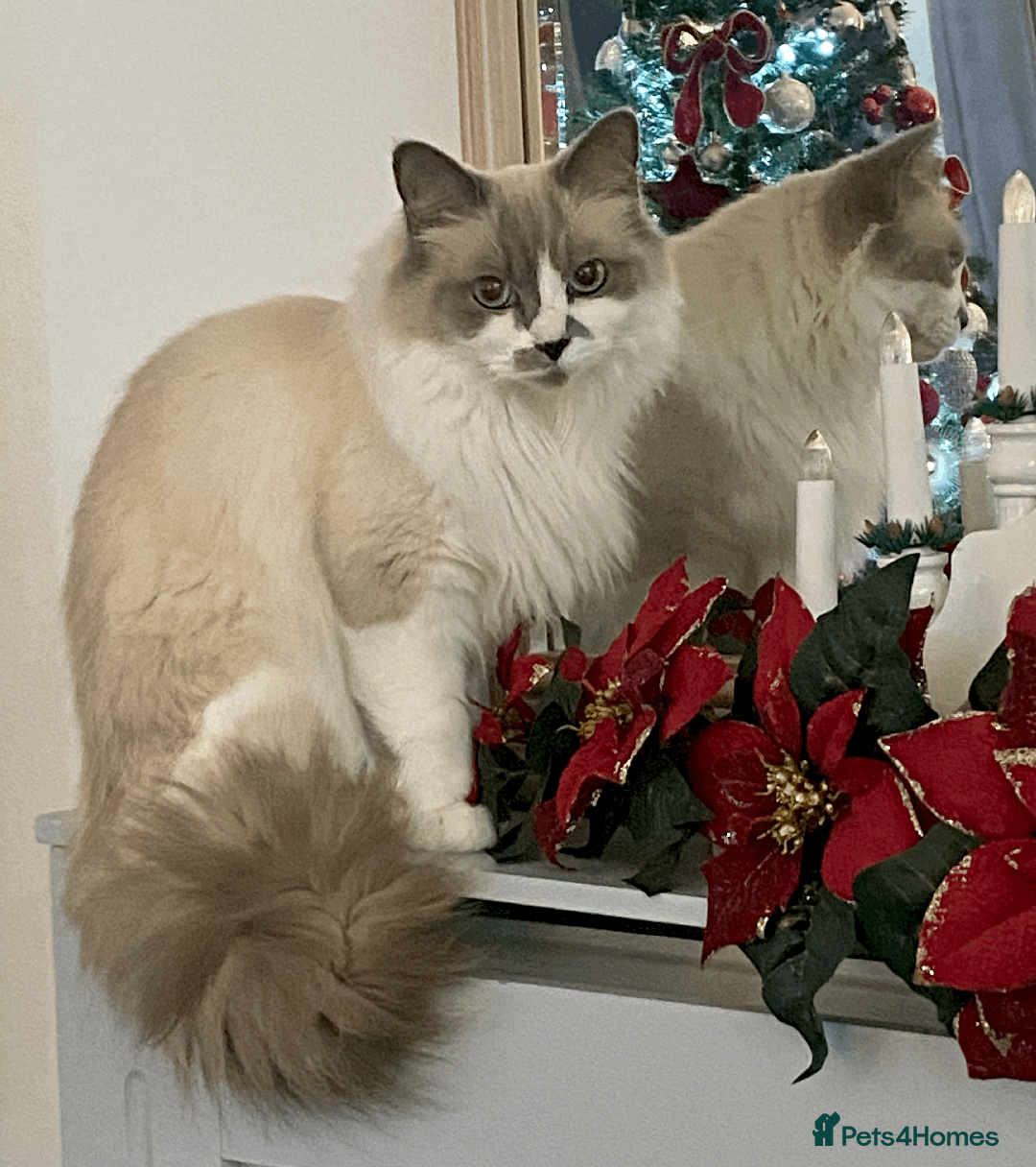 Ragdoll cats for sale: Ragdoll, Un-Neutered Female - Advert 10