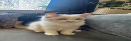Ragdoll cats for sale: Purebreed Ragdoll kittens - Advert 15