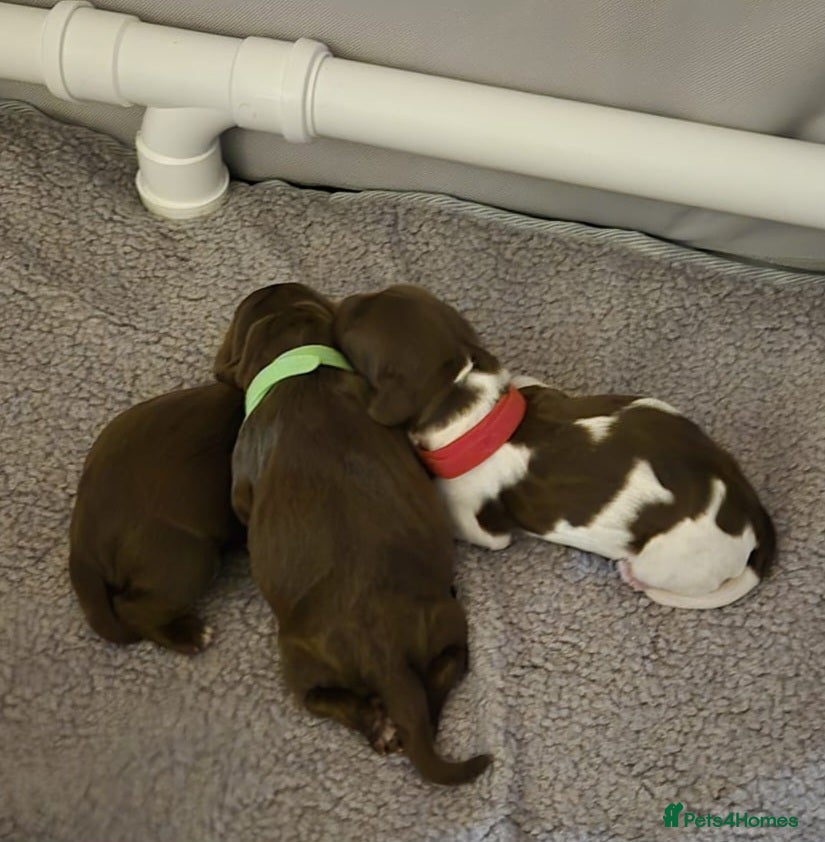 Sprocker dogs Sprocker pups - Advert 2