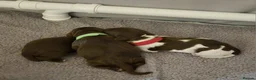 Sprocker dogs for sale: Sprocker pups in Rhyl - Advert 3