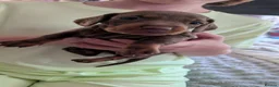 Dachshund dogs for sale: Beautiful litter of Dachshunds in Saint Helens - Advert 3
