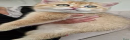 British Shorthair cats for sale: British Shorthair Golden Chinchilla Kittens - Advert 12