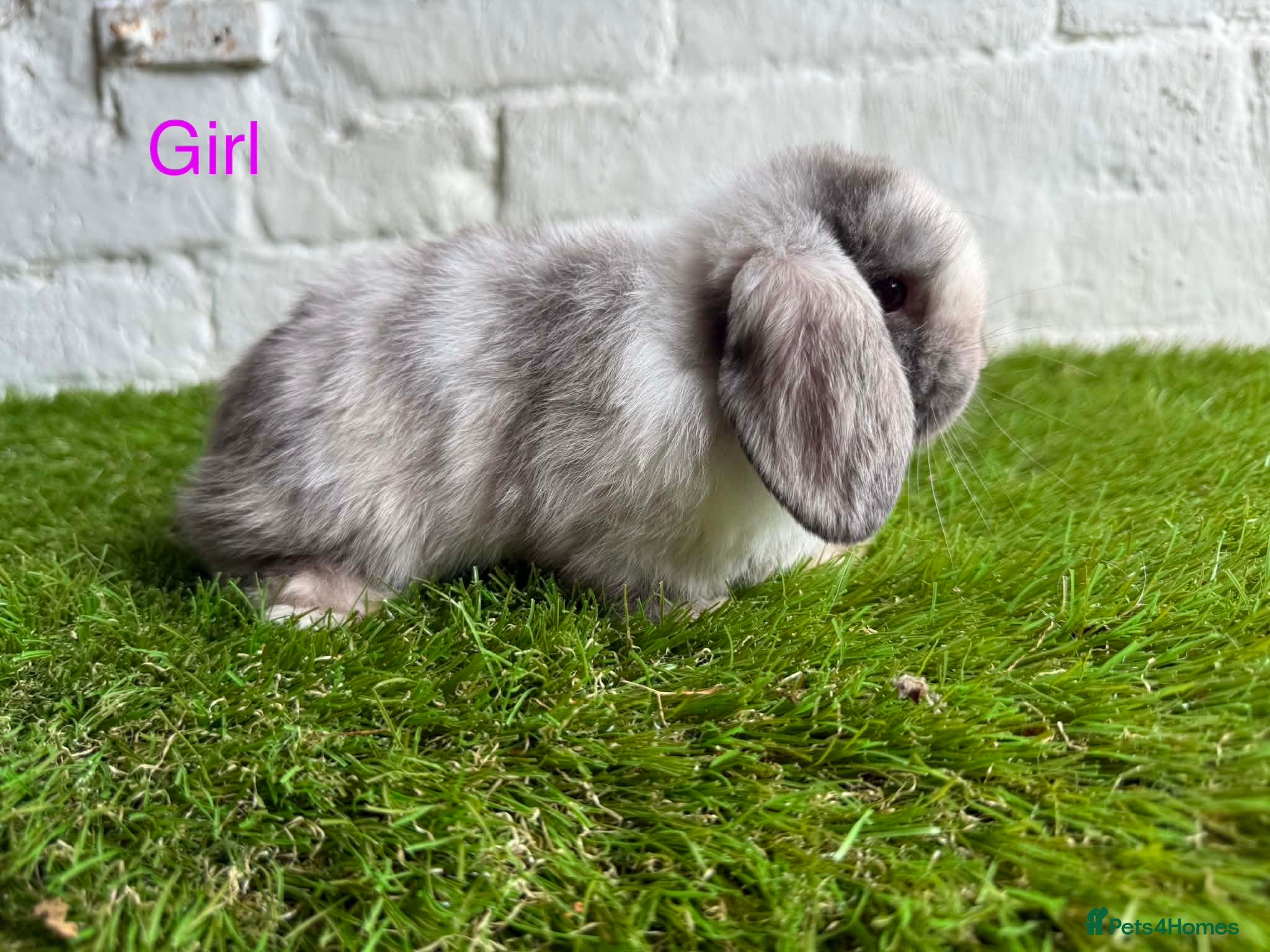 Mini Lop rabbits Stunning Mini Lops ready to leave now  - Advert 2