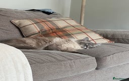 Ragdoll cats for sale: Ted 4yr old Blue Tabby Point Ragdoll for rehoming  - Image 4