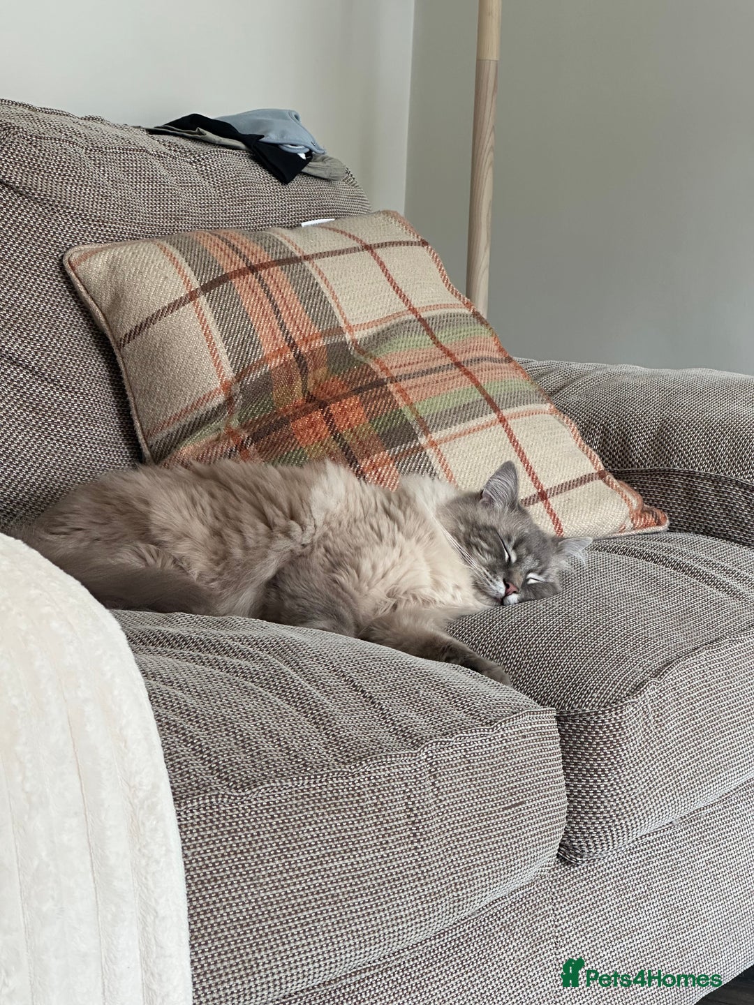 Ragdoll cats for sale: Ted 4yr old Blue Tabby Point Ragdoll for rehoming  - Image 4