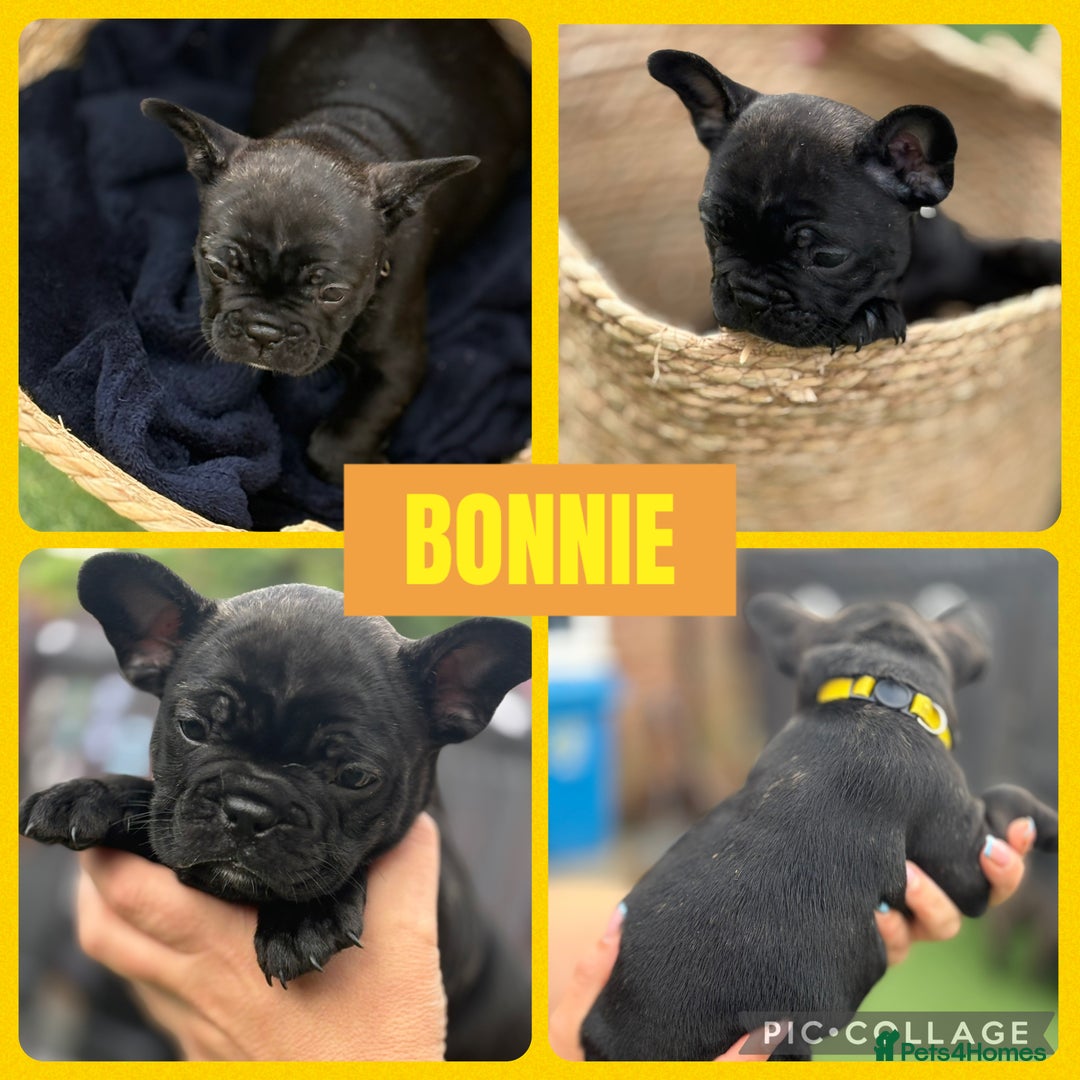 French Bulldog dogs for sale: Beautiful baby frenchies - Image 5
