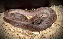 Corn Snake reptiles for sale: Baby corn snake for sale  - Image 1