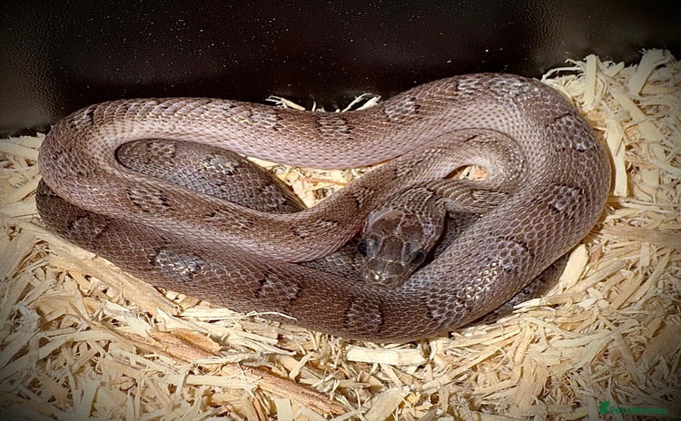 Corn Snake reptiles - Advert 1