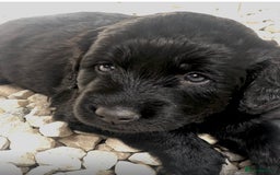 Labradoodle dogs for stud: Stud miniature labradoodle  - Image 11