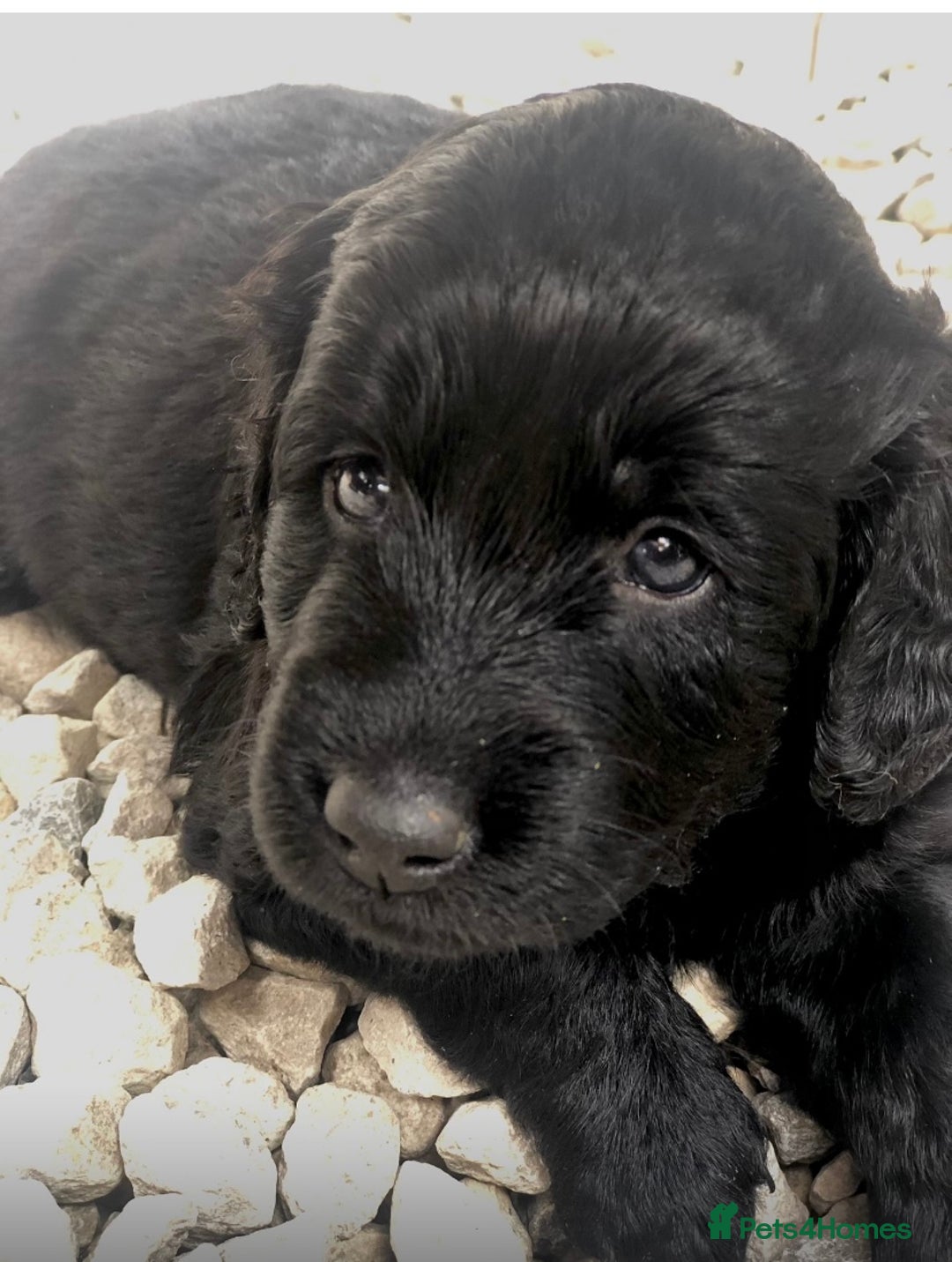 Labradoodle dogs for stud: Stud miniature labradoodle  - Image 11