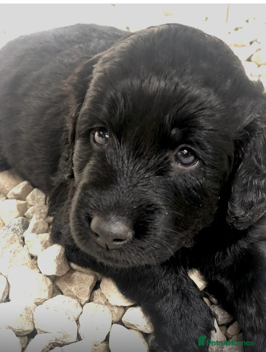 Labradoodle dogs for stud: Stud miniature labradoodle  - Advert 11