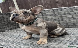 French Bulldog dogs for sale: French Bulldog Puppies with 3 Vaccines Included in Walton-on-Thames - Image 16