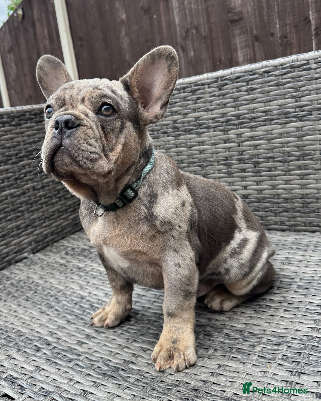 French Bulldog dogs for sale: French Bulldog Puppies with 3 Vaccines Included in Walton-on-Thames - Image 16