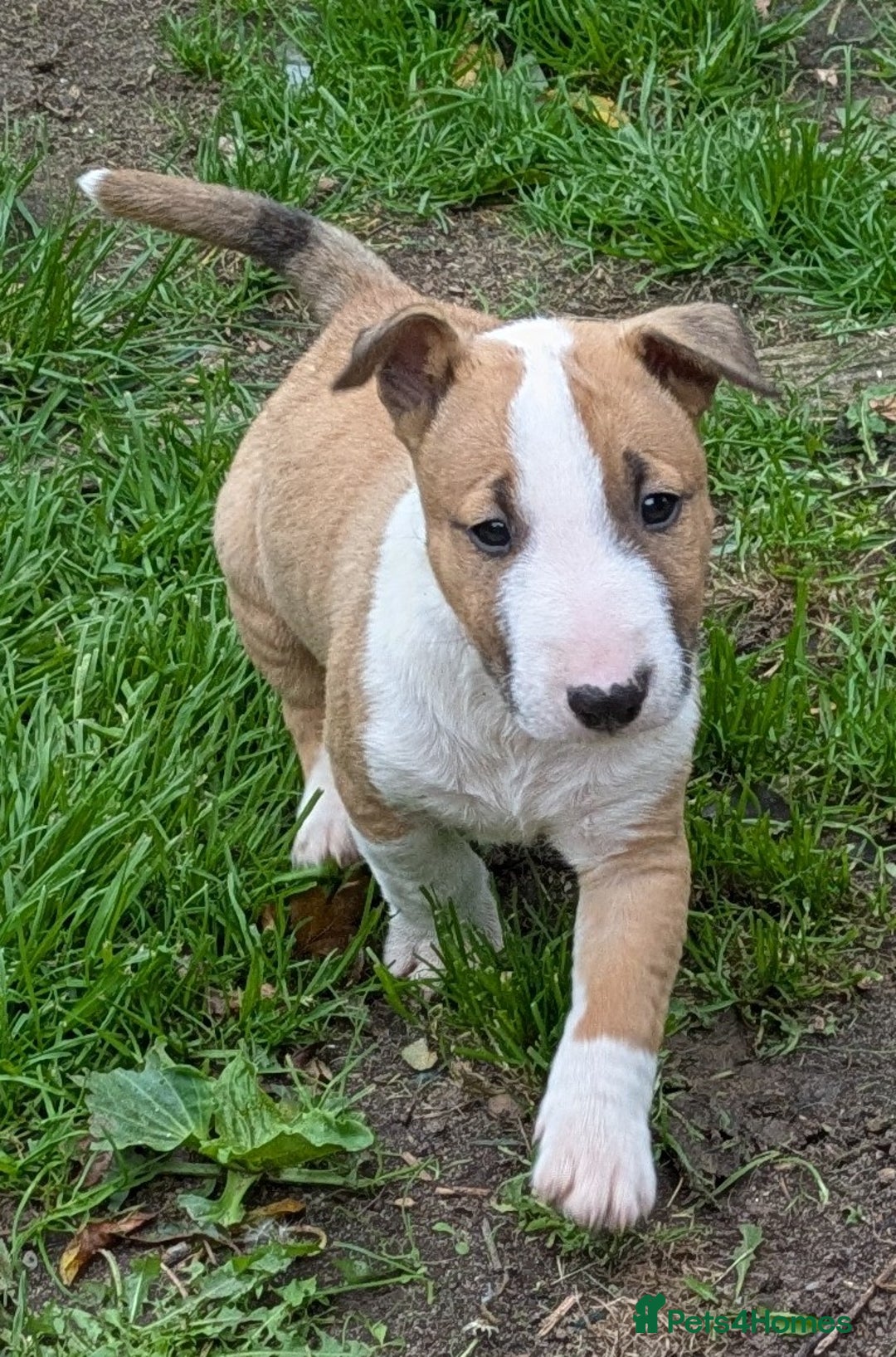 English Bull Terrier dogs for sale: KC REG ENGLISH BULL TERRIER PUPS - Image 9