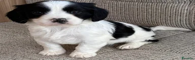 Cavapoo Puppy 4