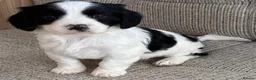 Cavapoo dogs for sale: F1b Cavapoo puppies! - Advert 26