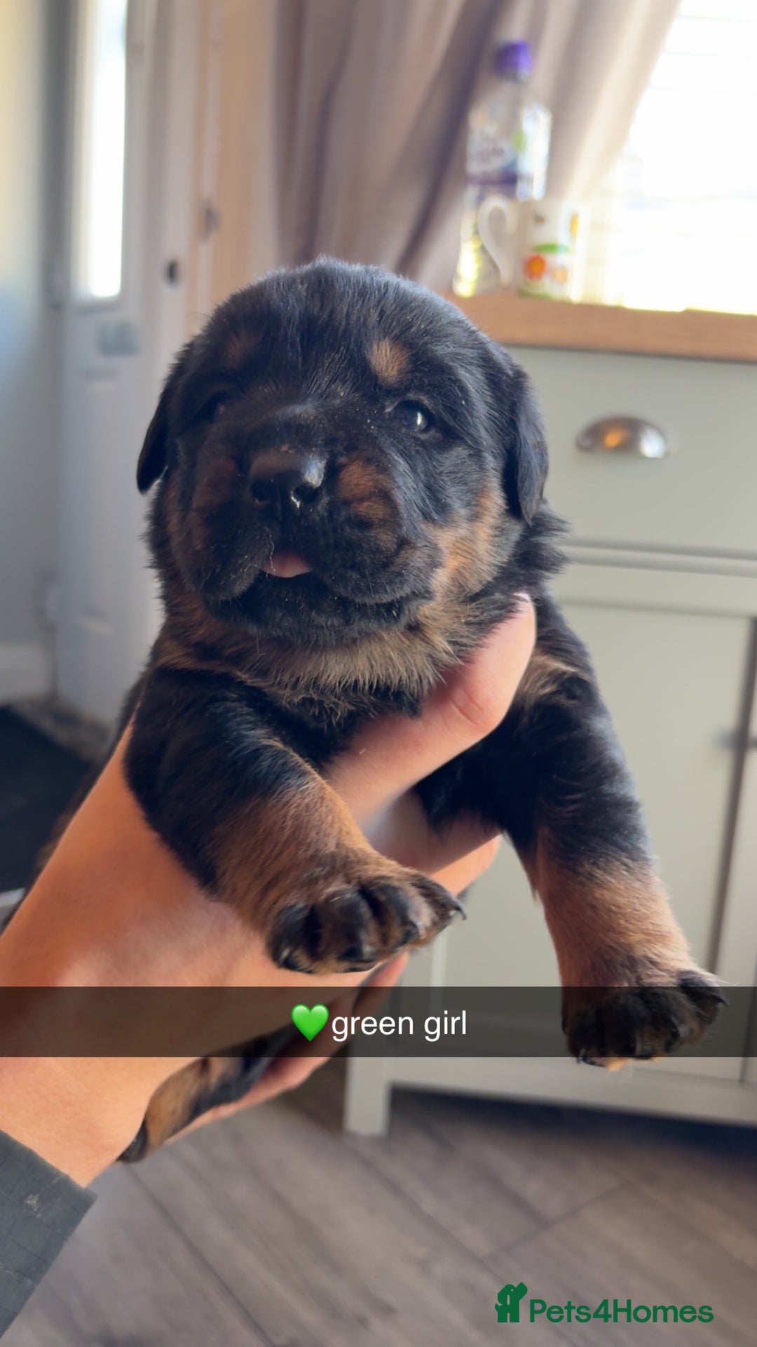 Rottweiler dogs for sale: Big boned chunky Rottweiler puppies - Advert 20