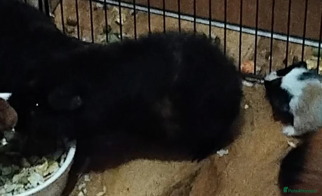Mixed Breed rabbits for sale: Guinea pigs in Newquay - Advert 2