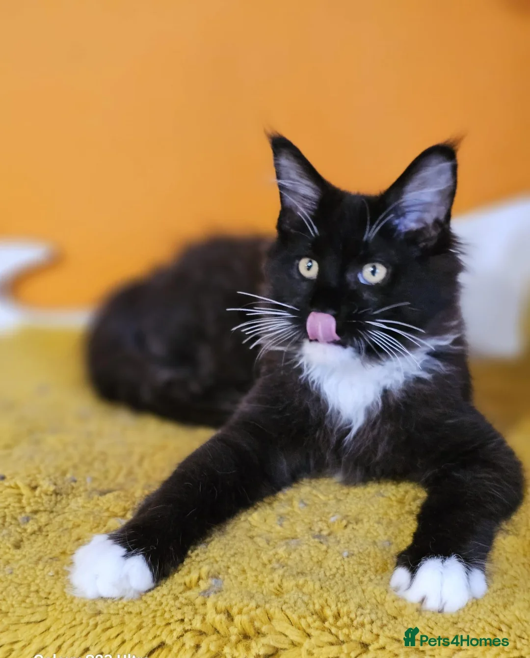 Maine Coon cats for sale: Beautiful  Maine Coon Boy – Available Again - Advert 2