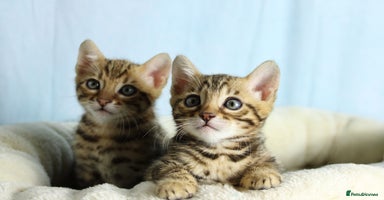 Bengal cats - Advert 14