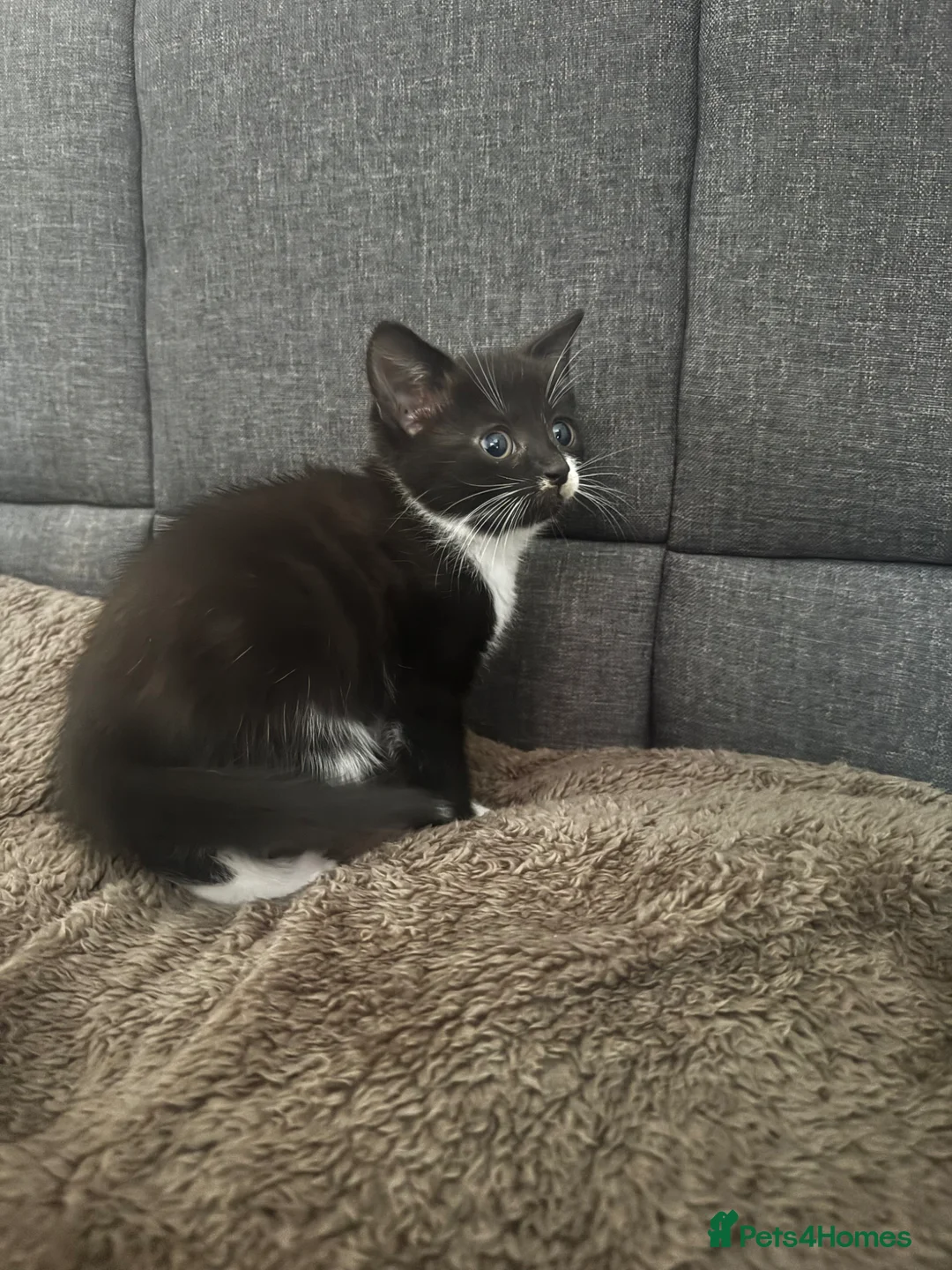 Mixed Breed cats for sale: Kitten for sale  - Advert 2