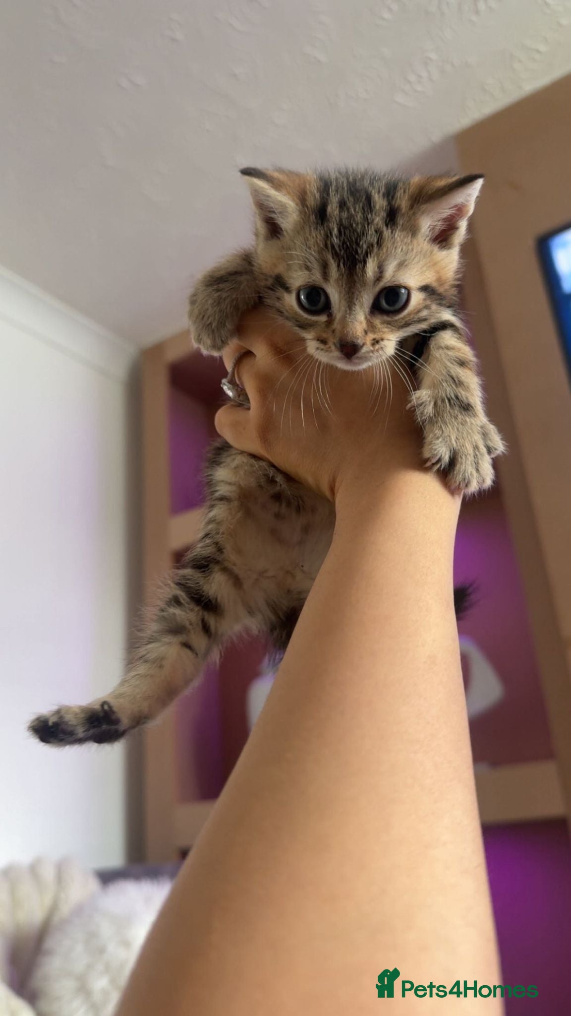 Bengal cats 4 beautiful bengal kittens looking for a home  - Advert 2