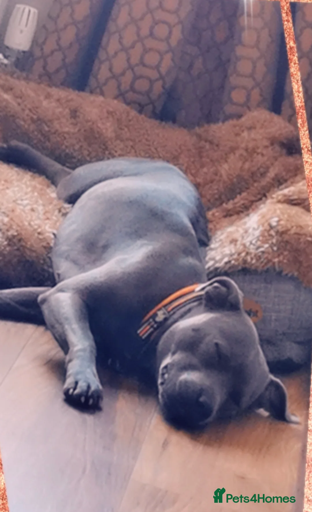 Staffordshire Bull Terrier dogs for sale: **CHAMPION VALGLO BLOODLINE STAFFORD LITTER** - Advert 4