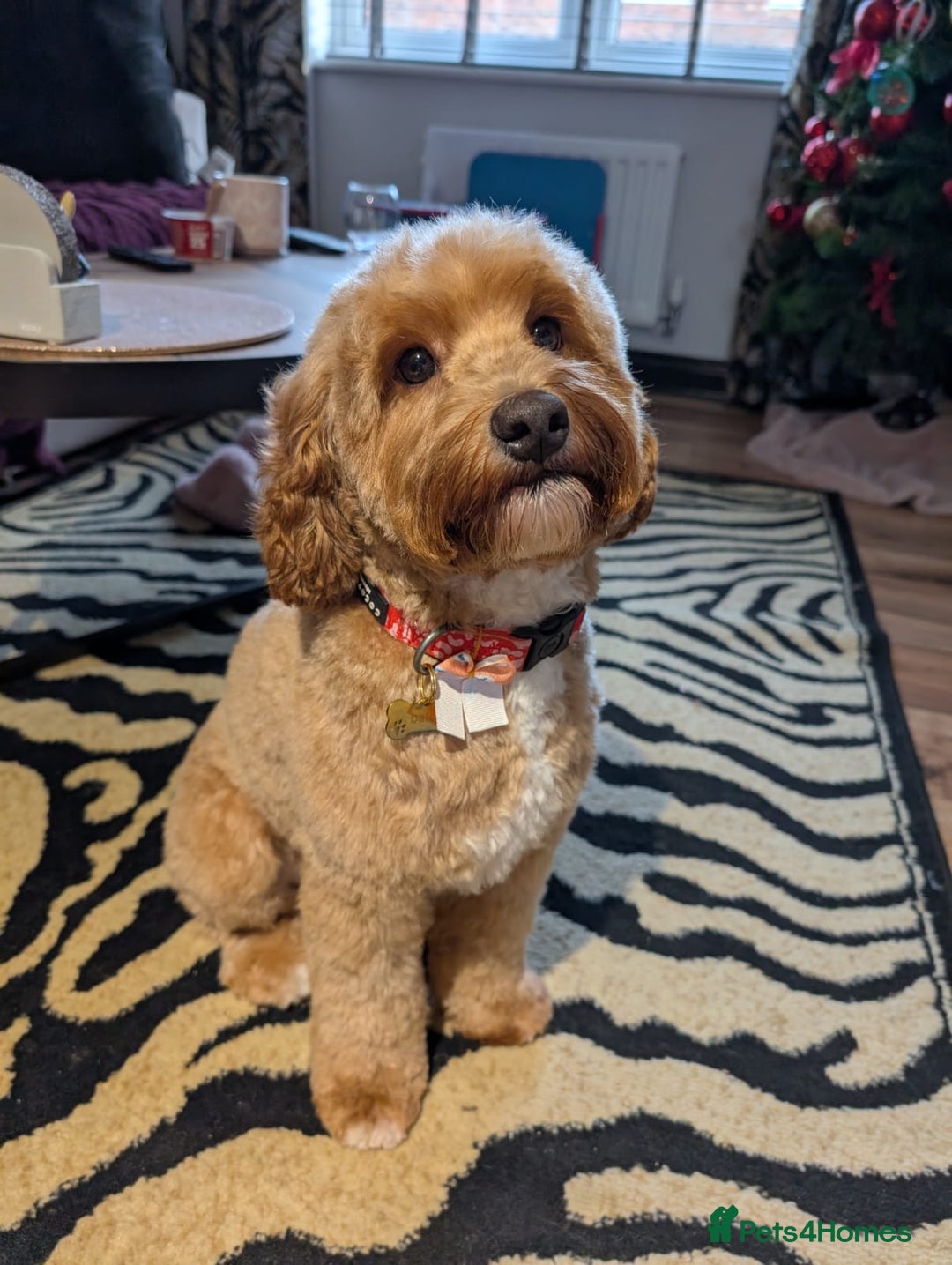 Labradoodle dogs for sale: Waiting List Mini and Medium Doodles - Image 24