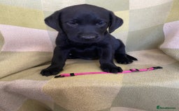 Labrador Retriever dogs for sale: KC Registered Labradors - Image 4