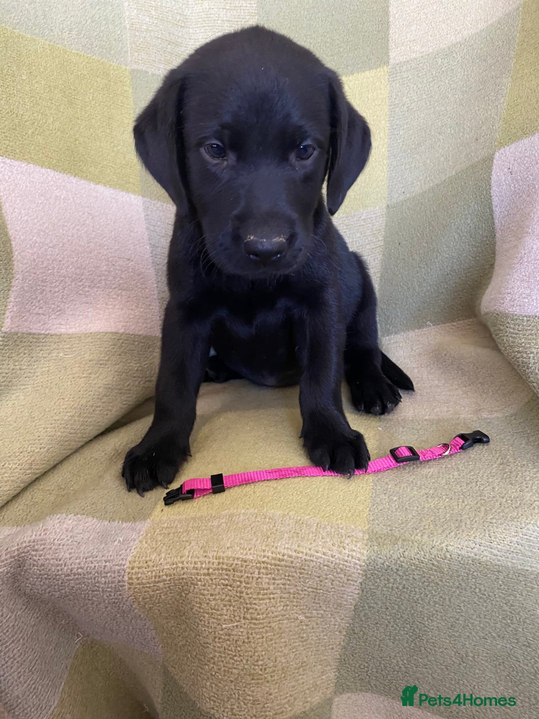 Labrador Retriever dogs for sale: KC Registered Labradors - Image 4