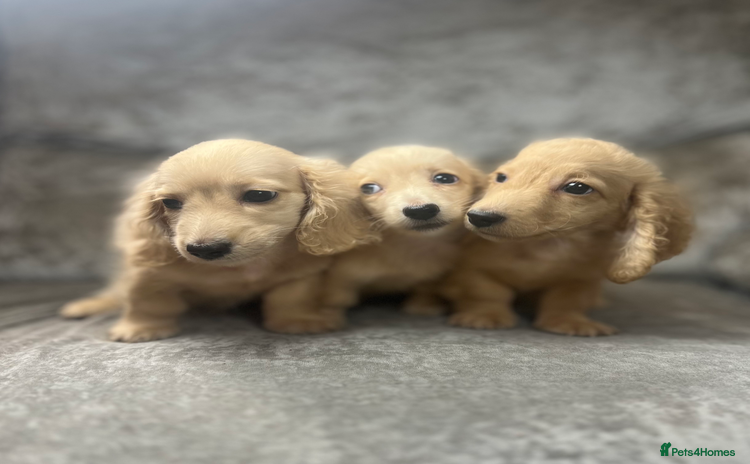 Dachshund dogs for sale - Advert 1