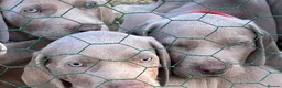 Weimaraner dogs for sale: Ready to go Weimaraner puppies KC registered - Advert 18