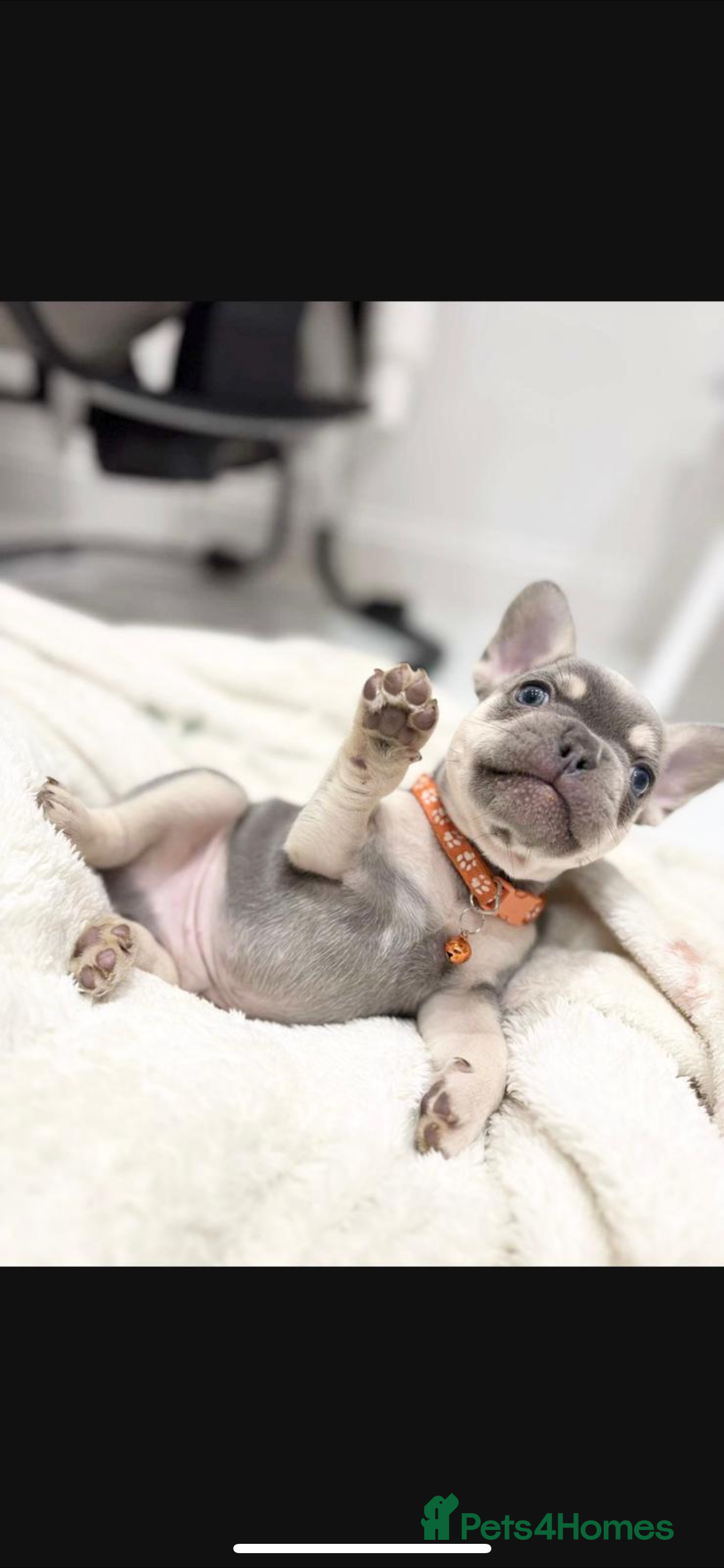 French Bulldog dogs for sale: French bulldog puppies  - Image 27