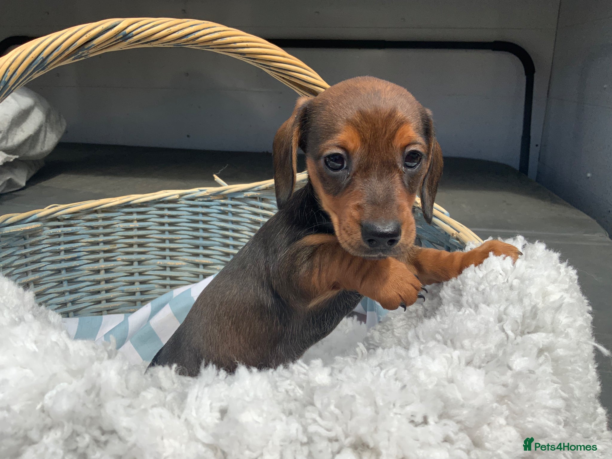 Miniature Dachshund dogs for sale: Miniature Dachshund Puppies 🐶  - Advert 9