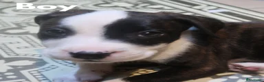 Mixed Breed 1