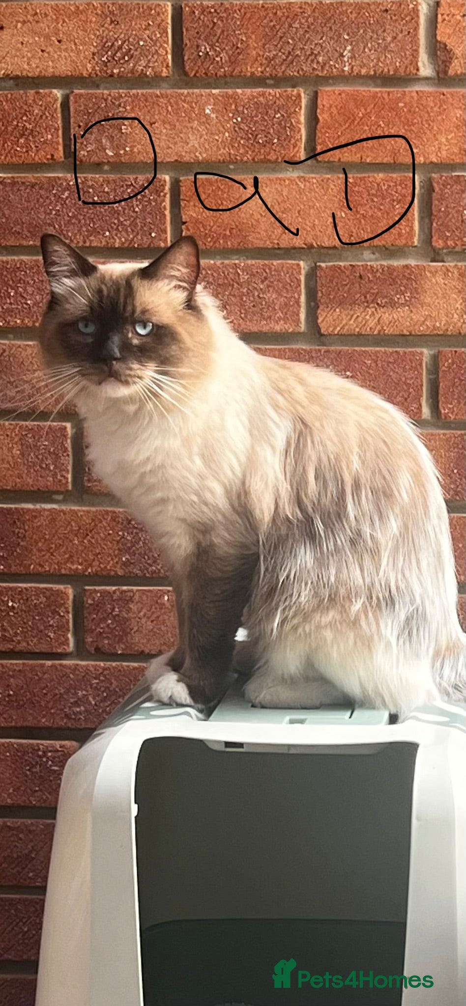 Ragdoll cats Pure ragdoll kittens - Advert 7