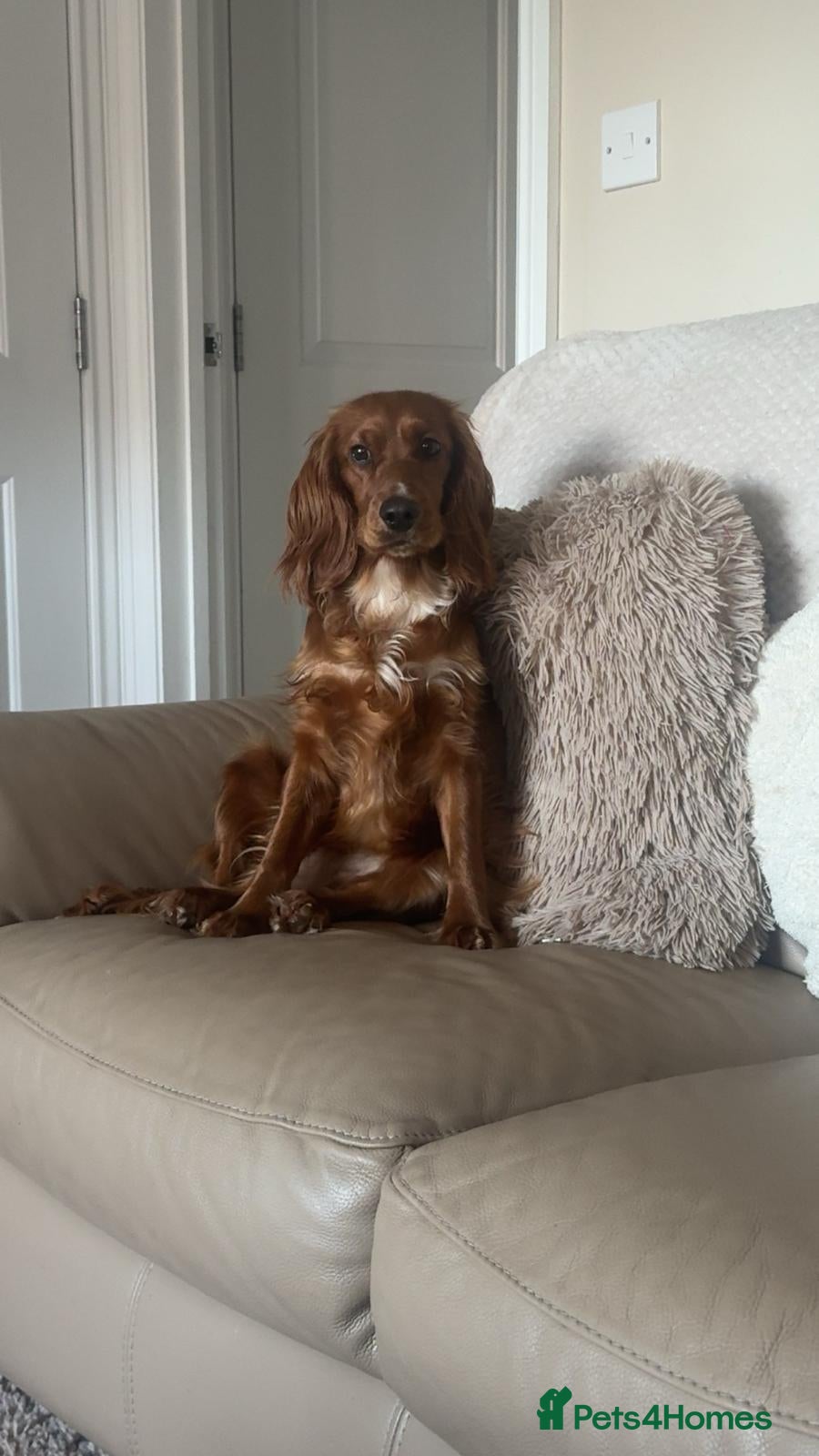Cocker Spaniel dogs 1year old working cocker spaniel needs loving home - Advert 1