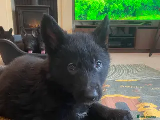 German Shepherd dogs German shepherd puppies O.N.O - Advert 4