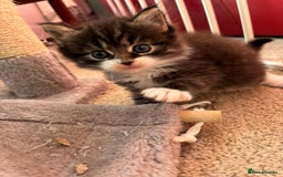 Ragcoon cats for sale: Maine Coon/Ragdoll Cross - Image 13