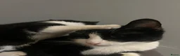 Mixed Breed cats for sale: Tuxedo kittens  - Advert 5