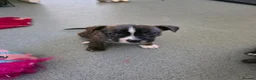 Mixed Breed dogs for sale: Frenchie cross puppies  - Advert 3