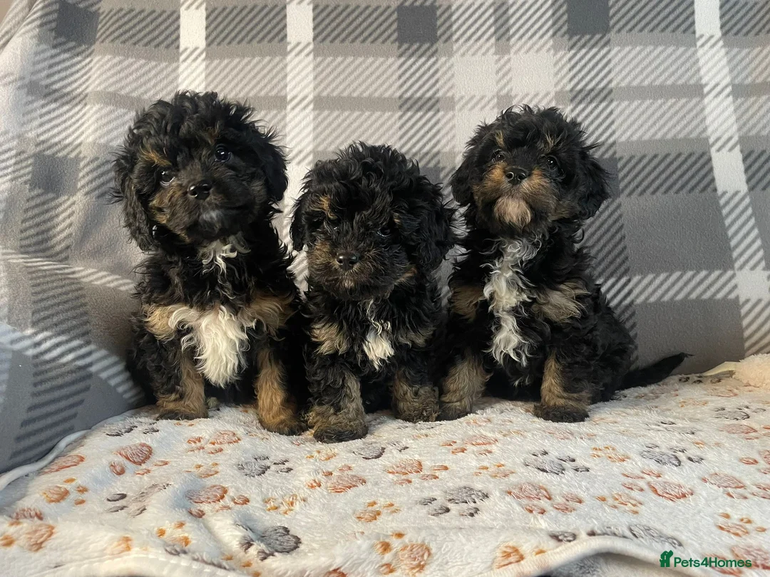 Cavapoo dogs for sale: Tiny cavapoos - Advert 5