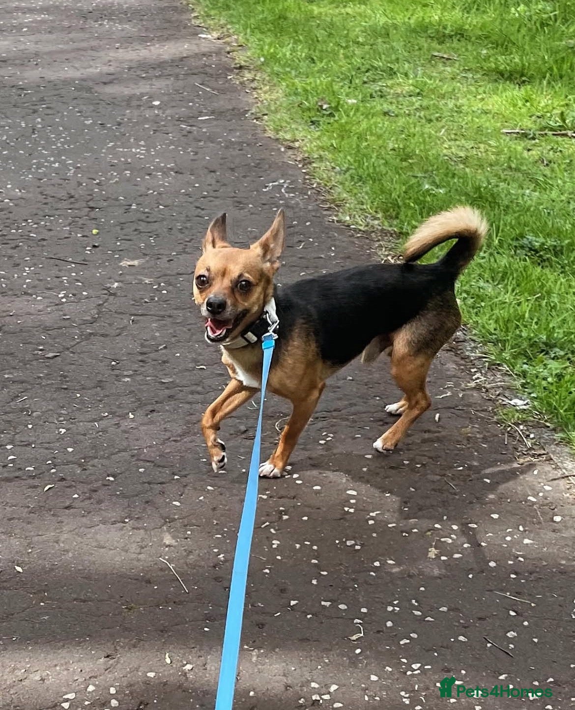 Jack Chi dogs Adult male Chihuahua/Jack Russell  - Advert 6